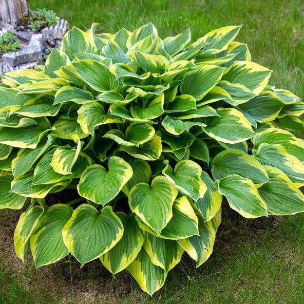 Hosta Twilight