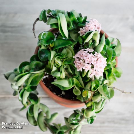 Hoya carnosa 'Compacta'