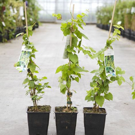 Humulus lupulus Aureus