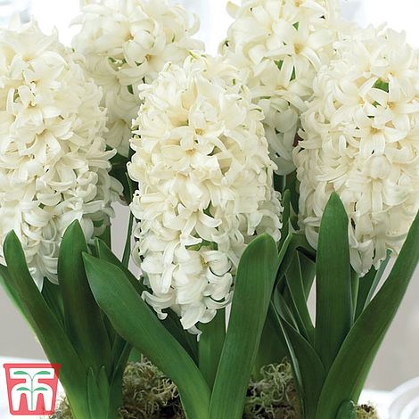 Hyacinth ‘White Pearl’ 5 Bulbs in a 16cm Zinc Pot x 2 Gift Wrapped x 2 by Thompson and Morgan