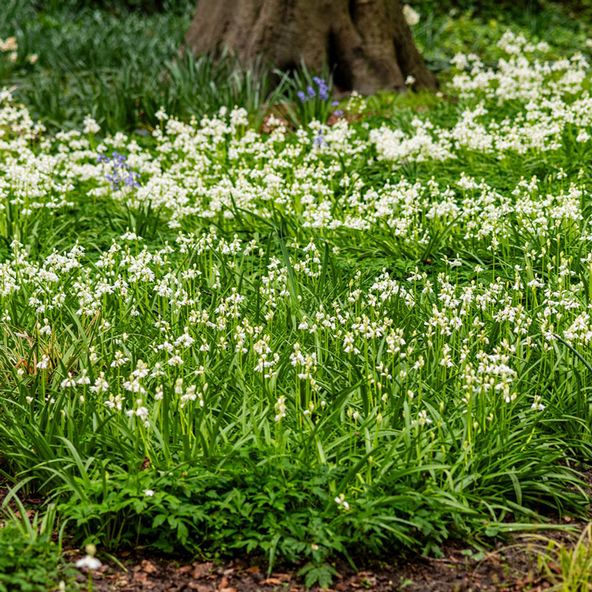 Bluebell White