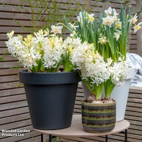 Hyacinth Snow Crystal
