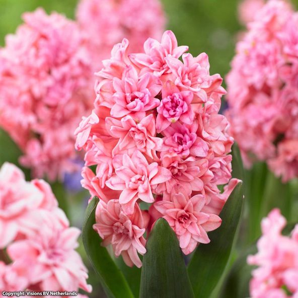 Hyacinth Spring Beauty