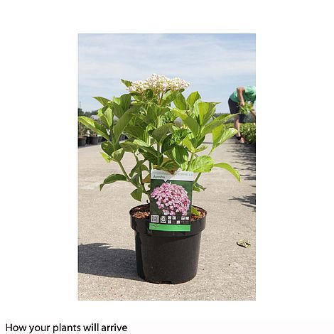 Image of Hydrangea Ayesha plant in pot