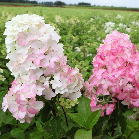 Hydrangea fraise melba