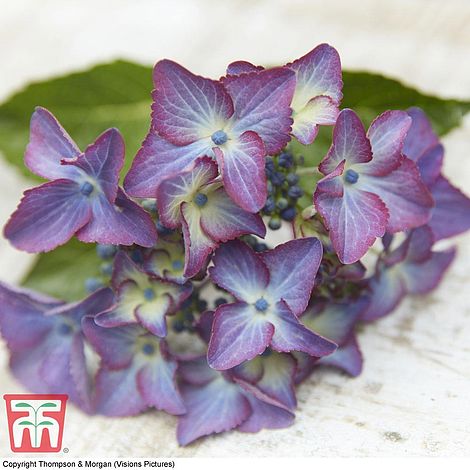 100 Blue Hydrangea Flower Seeds Bonsai Tree Need Almost No Care