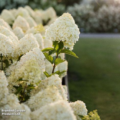 Hydrangea 'Living Cotton Cream'
