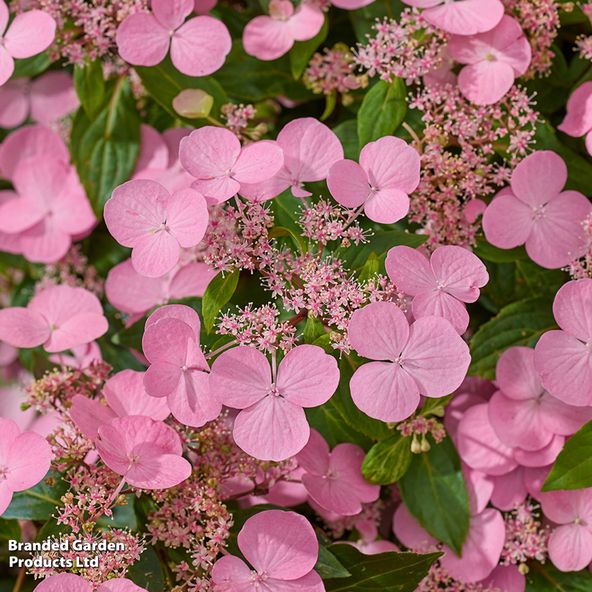 Hydrangea scandens 'First Love'