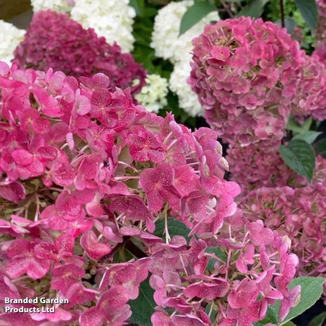 Hydrangea paniculata Framboisine® Rensam