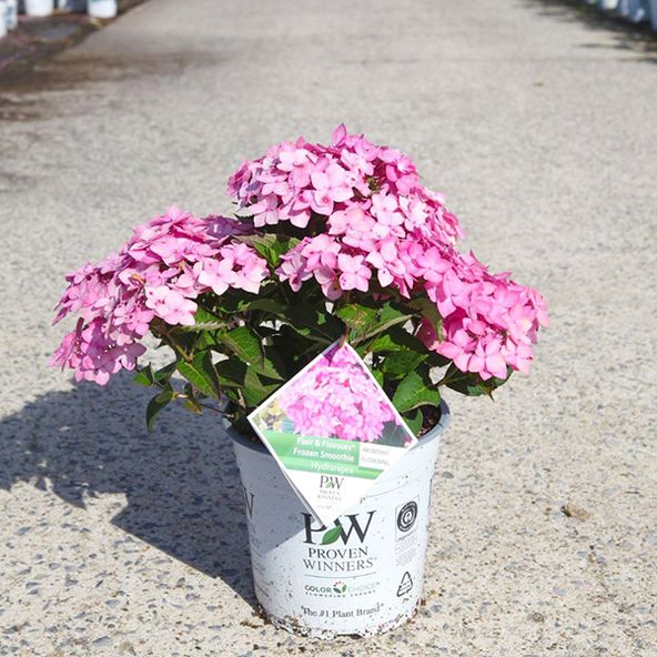 Hydrangea serrata Flair and Flavours® Frozen Smoothie Proven Winners®