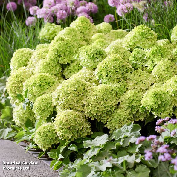 Hydrangea paniculata 'Groundbreaker Greeny'