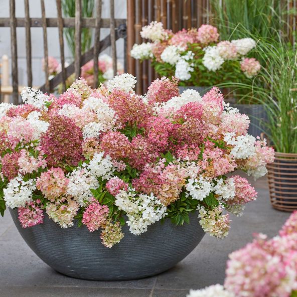 Hydrangea paniculata 'Groundbreaker Blush'