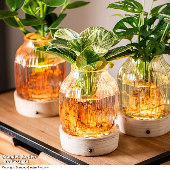 Hydroponic Light Up Vase Plant Mix