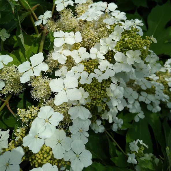 Hydrangea quercifolia 'Ice Crystal'