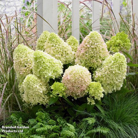 Hydrangea 'Little Fresco'