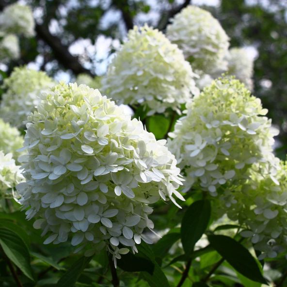 Hydrangea paniculata 'Limelight'