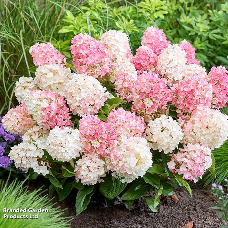 Hydrangea Living Little Blossom
