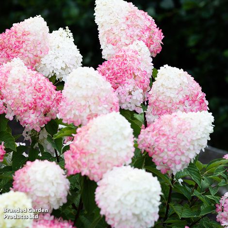 Hydrangea paniculata Living Pink and Rose