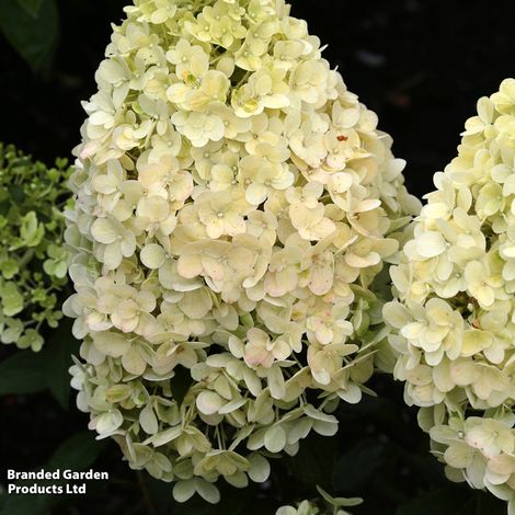 Hydrangea paniculata 'Magical Matterhorn'