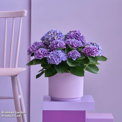 Hydrangea macrophylla 'Magical Evolution' (Indoor)