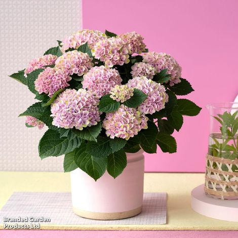 Hydrangea macrophylla 'Magical Revolution' (Indoor)