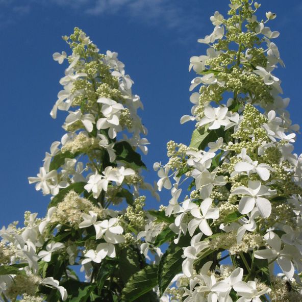 Hydrangea paniculata 'Levana'