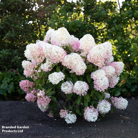 Hydrangea Living Raspberry Pink