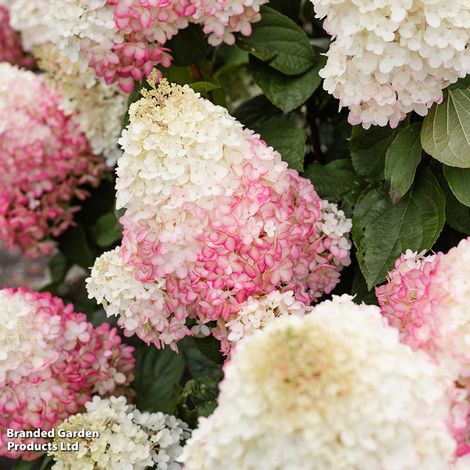 Hydrangea Living Red Velvet