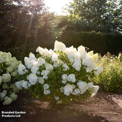 Hydrangea Living Sugar Rush