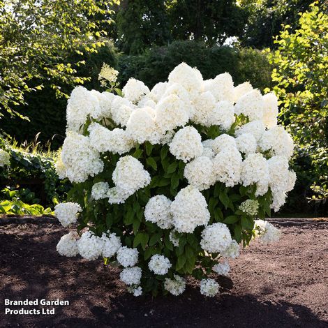 Hydrangea Living Summer Snow