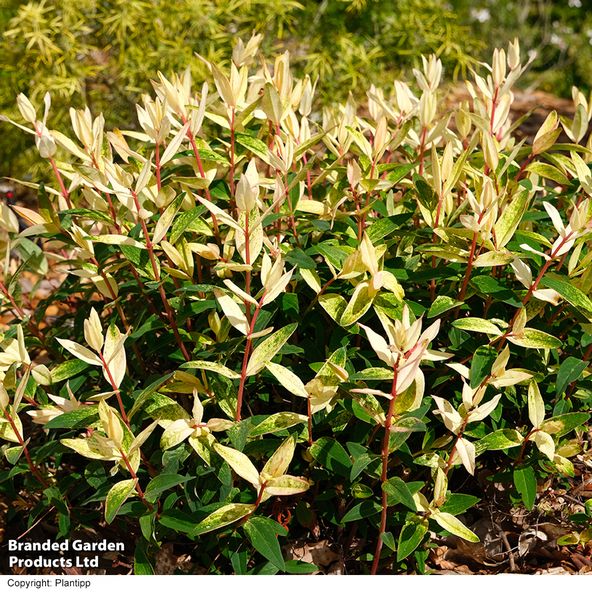 Hypericum 'Radiance'