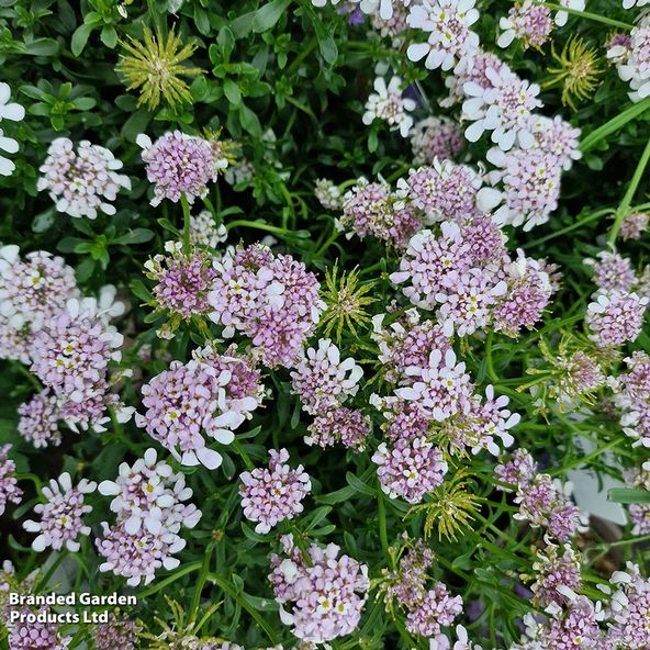 Iberis aurosica Sweetheart