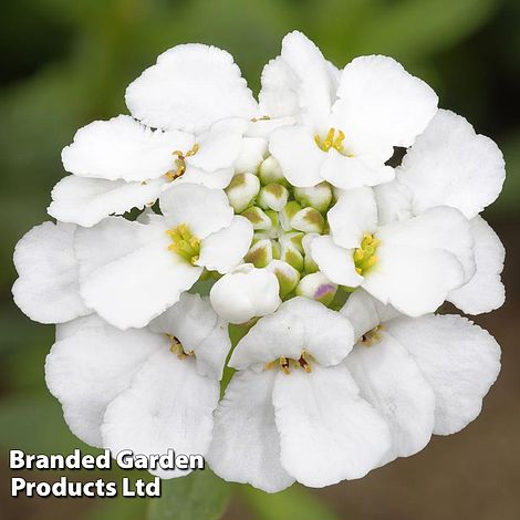 Candytuft Iberis amara White Pinnacle - Organic Seeds