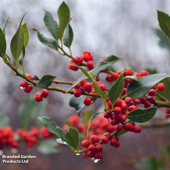 Ilex aquifolium 'J.C. van Tol'