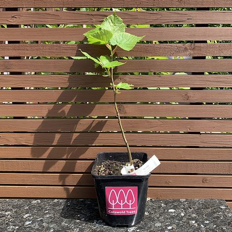 Small-Leaved Lime tree (Tilia cordata) in a pot