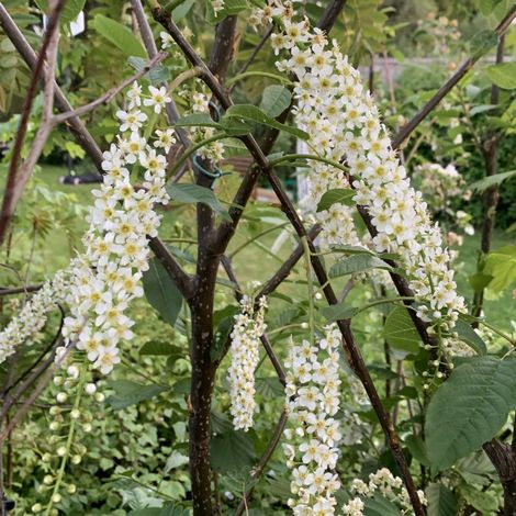 Bird Cherry tree (Prunus padus) grown by Cotswold Trees