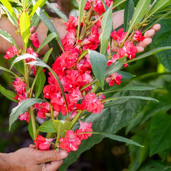 Impatiens balsamina 'Peppermint Stick' - Seeds