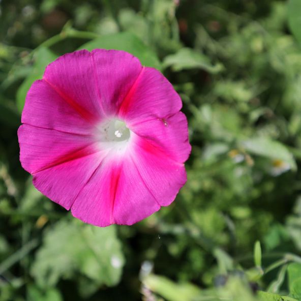 Morning Glory Party Dress - Seeds
