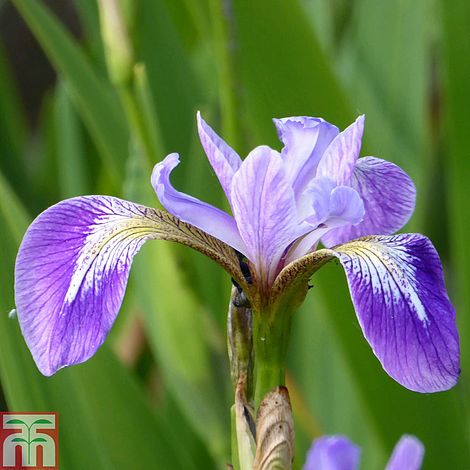 Iris versicolor (Marginal Aquatic)