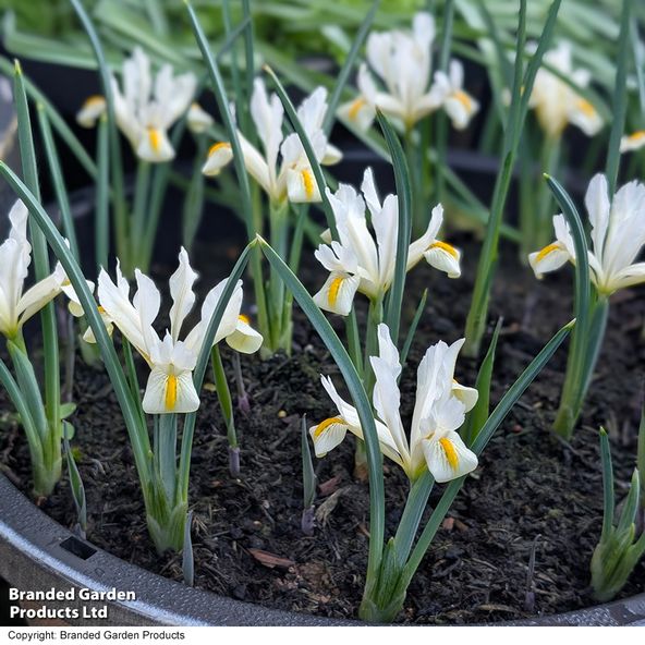 Iris 'Katharine's Gold'