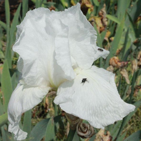 Iris 'English Cottage'