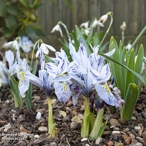 Iris 'Katharine Hodgkin'