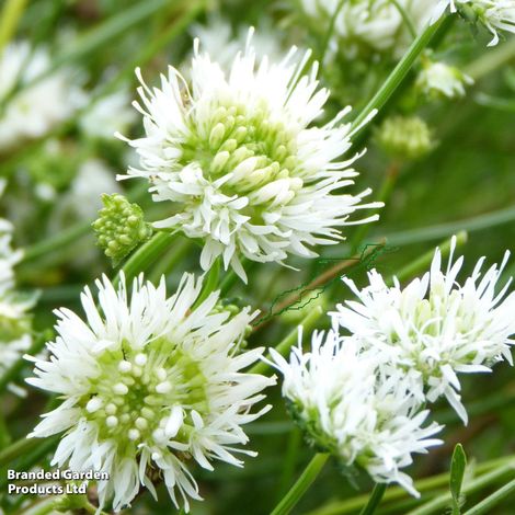 Jasione montana f. alba White Delight