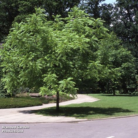 Walnut (Mature Tree)