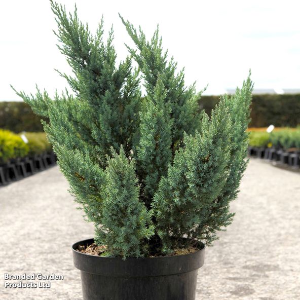 Juniper 'Blue Chiffon'