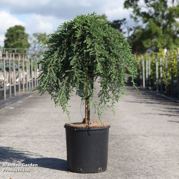 Juniperus communis Green Mantle