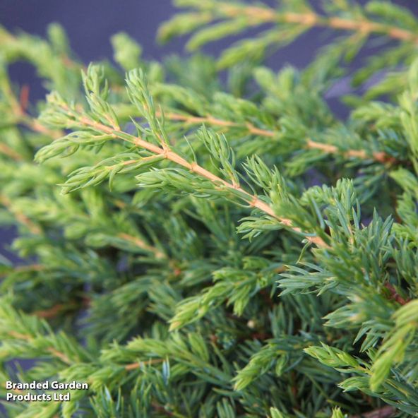 Juniperus communis Ristol