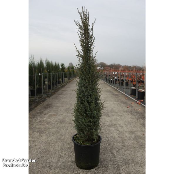 Juniperus communis Sentinel