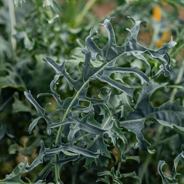 Kale Jagallo Nero - Seeds