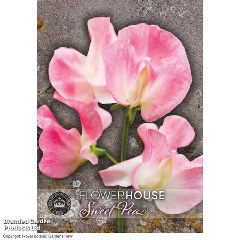 Sweet Pea Tickled Pink - Kew Flowerhouse Seed Collection